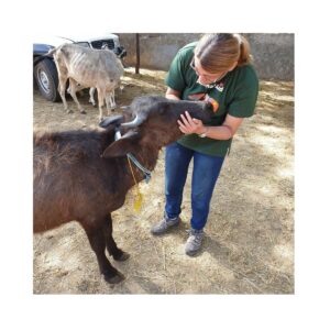 Anita Grabowski interacting with a buffalo at an animal rescue in India